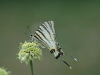 Iphiclides podalirius 50, Koningspage, Saxifraga-Jan van der Straaten