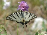 Iphiclides podalirius 55, Koningspage, Saxifraga-Jan van der Straaten