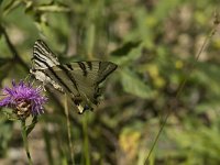 Iphiclides podalirius 59, Koningspage, Saxifraga-Jan van der Straaten