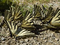 Iphiclides podalirius 62, Koningspage, Saxifraga-Jan van der Straaten