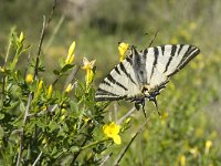 Iphiclides podalirius 63, Koningspage, Saxifraga-Jan van der Straaten