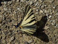 Iphiclides podalirius 66, Koningspage, Saxifraga-Jan van der Straaten