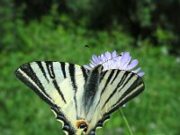 Iphiclides podalirius 77, Koningspage, Saxifraga-Ed Stikvoort