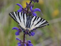 Iphiclides podalirius 78, Koningspage, Saxifraga-Luuk Vermeer