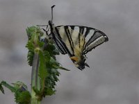 Iphiclides podalirius 79, Koningspage, Saxifraga-Luuk Vermeer