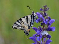 Iphiclides podalirius 80, Koningspage, Saxifraga-Luuk Vermeer