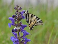 Iphiclides podalirius 83, Koningspage, Saxifraga-Luuk Vermeer