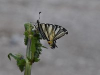 Iphiclides podalirius 86, Koningspage, Saxifraga-Luuk Vermeer