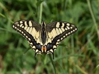 Iphiclides podalirius 89, Koningspage, Saxifraga-Luuk Vermeer