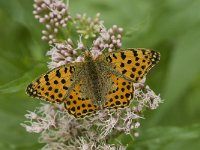 Issoria lathonia 15, Kleine parelmoervlinder, Saxifraga-Willem van Kruijsbergen