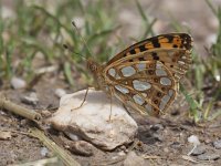 Issoria lathonia 18, Kleine parelmoervlinder, Saxifraga-Mark Zekhuis