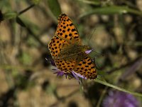 Issoria lathonia 2, Kleine parelmoervlinder, male, Saxifraga-Jan van der Straaten