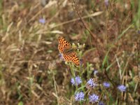 Issoria lathonia 23, Kleine parelmoervlinder, Saxifraga-Hans Boll