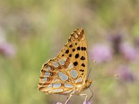 Issoria lathonia 25, Kleine parelmoervlinder, Saxifraga-Willem van Kruijsbergen