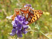 Issoria lathonia 33, Kleine parelmoervllinder, on Medicago sativa, Saxifraga-Kars Veling