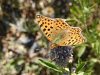 Issoria lathonia 34, Kleine parelmoervllinder, on Medicago sativa, Saxifraga-Kars Veling