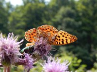 Issoria lathonia 43, Kleine parelmoervllinder, on Cirsium arvense, Saxifraga-Kars Veling