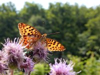 Issoria lathonia 44, Kleine parelmoervllinder, on Cirsium arvense, Saxifraga-Kars Veling