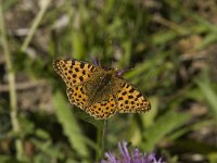 Issoria lathonia 9, Kleine parelmoervlinder, female, Saxifraga-Jan van der Straaten