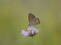 Lampides boeticus 12, Tijgerblauwtje, Saxifraga-Arthur van Dijk