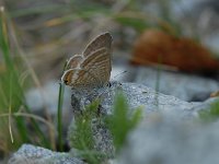 Lampides boeticus 13, Tijgerblauwtje, Saxifraga-Arthur van Dijk