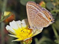 Lampides boeticus 15, Tijgerblauwtje, Vlinderstichting-Ab H Baas