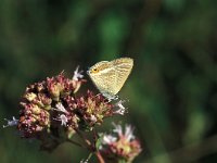 Lampides boeticus 5, Tijgerblauwtje, Vlinderstichting-Kars Veling