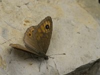 Lasiommata maera 17, Rotsvlinder, male, Saxifraga-Jan van der Straaten