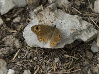 Lasiommata maera 19, Rotsvlinder, Saxifraga-Jan van der Straaten