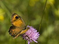 Lasiommata maera 25, Rotsvlinder, Saxifraga-Jan van der Straaten