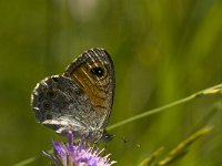 Lasiommata maera 27, Rotsvlinder, Saxifraga-Jan van der Straaten