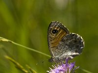 Lasiommata maera 28, Rotsvlinder, Saxifraga-Jan van der Straaten