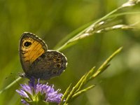 Lasiommata maera 29, Rotsvlinder, Saxifraga-Jan van der Straaten