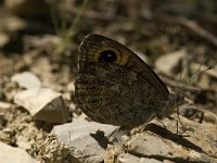 Lasiommata maera 3, Rotsvlinder, female, Saxifraga-Jan van der Straaten