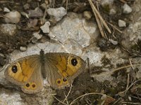 Lasiommata maera 30, Rotsvlinder, female, Saxifraga-Jan van der Straaten