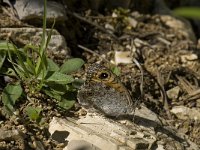 Lasiommata maera 31, Rotsvlinder, Saxifraga-Willem van Kruijsbergen