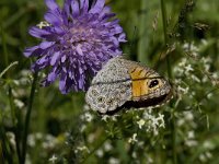 Lasiommata maera 33, Rotsvlinder, Saxifraga-Willem van Kruijsbergen