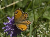 Lasiommata maera 34, Rotsvlinder, Saxifraga-Willem van Kruijsbergen