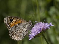 Lasiommata maera 36, Rotsvlinder, Saxifraga-Marijke Verhagen