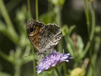 Lasiommata maera 37, Rotsvlinder, Saxifraga-Marijke Verhagen