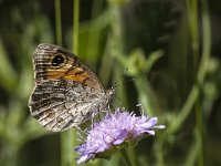 Lasiommata maera 39, Rotsvlinder, Saxifraga-Marijke Verhagen