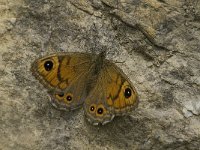 Lasiommata maera 4, Rotsvlinder, female, Saxifraga-Jan van der Straaten