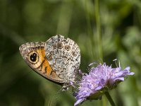 Lasiommata maera 40, Rotsvlinder, Saxifraga-Marijke Verhagen