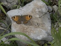 Lasiommata maera 42, Rotsvlinder, Saxifraga-Willem van Kruijsbergen