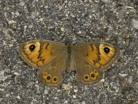 Lasiommata maera 5, Rotsvlinder, female, Saxifraga-Marijke Verhagen