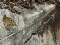 Lasiommata maera 7, Rotsvlinder, male, Saxifraga-Jan van der Straaten