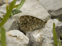 Lasiommata maera 8, Rotsvlinder, male, Saxifraga-Jan van der Straaten