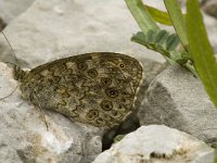 Lasiommata maera 9, Rotsvlinder, male, Saxifraga-Jan van der Straaten