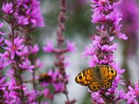 Lasiommata megera 19, Argusvlinder, Saxifraga-Bart Vastenhouw