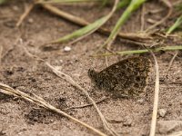 Lasiommata megera 22, Argusvlinder, male, Saxifraga-Marijke Verhagen